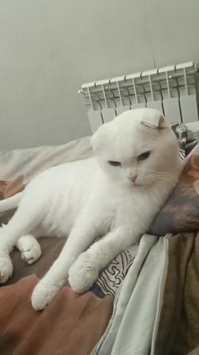 Scottish Fold cat at home, plus a bouquet of green chrysanthemums