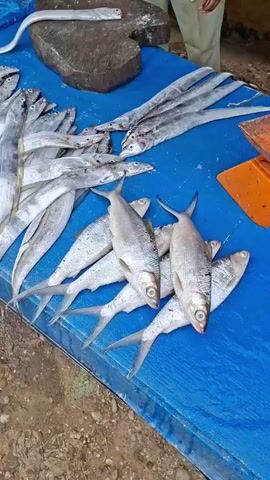 The video shows a person's hands cutting a fish on a large, dark stone cutting board. A blue tarp is spread across a table, on which various types of fish are laid out for sale. Some of the fish are long and slender, while others are shorter and rounder. In the background, a person can be seen standing behind the table, and there are various other objects, including plastic bags and a scale. The ground around the table appears to be dirt. The scene suggests a fish market or an outdoor food stall.