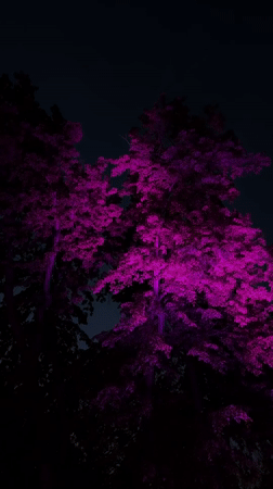 Evening scenes captured across Saratov featuring purple lights and landmarks
