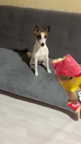 A person, visible only from the wrist down, holds a ball of crumpled candy wrappers in front of a Jack Russell Terrier who is sitting on a grey sofa.  The dog has a mostly white body with a brown mask around its eyes and ears.  The person asks, “Хочешь?” The dog's tail wags, and as the person throws the ball, the dog jumps off the couch, running after it.  The background shows a light woodgrain floor and a plain painted wall.