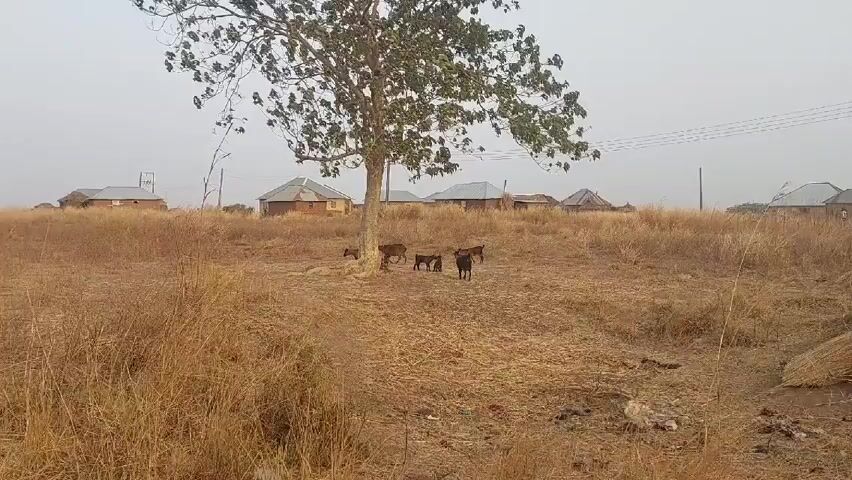 The video shows a rural landscape featuring a field of dry, brown grass and a large tree standing in the middle of it. Several goats are gathered beneath the tree. In the background, there are simple houses with roofs that appear to be made of corrugated metal or similar material. Utility poles are visible in the distance, suggesting the presence of power lines. The sky is overcast, creating a muted, gray atmosphere.