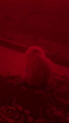A fluffy, light-colored cat is sitting on a patterned rug. The cat is facing away from the camera and then turns its head to look forward. The scene is illuminated by a strong red light, making it difficult to discern fine details of the environment.