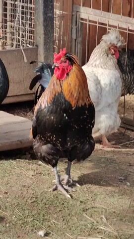 The video shows a rooster standing in a dirt area. The rooster is black with a golden-brown neck and a red comb. In the background is a white chicken with a pouf of feathers on its head. The scene is in an enclosed area with a wire fence visible in the background. There is also a wooden structure in the background to the left of the rooster. The ground is covered with short, dry grass. The lighting suggests it is daytime.