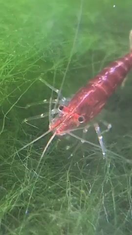A close-up shot focuses on a translucent red shrimp submerged in a vibrant green aquatic environment, possibly an aquarium. The shrimp's body is a rich ruby red, with its delicate, transparent legs and antennae clearly visible. Two dark, bead-like eyes stand out against its head. The background is filled with a dense growth of long, thin green strands, likely aquatic plants or algae, creating a soft-focus, blurry effect that emphasizes the shrimp. The lighting appears to be coming from above, illuminating the creature and its surroundings.