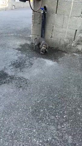 A young, grey puppy wearing a yellow collar sniffs at the base of a drainpipe that runs down a textured, grey, cinder block wall. The ground is paved with asphalt and appears wet in places, suggesting recent rain or a damp environment. The puppy is positioned close to the wall, with its head down, exploring the area. Behind the puppy, the drainpipe is black and has some rough texture. The wall is made of large, rectangular cinder blocks. In the background, a blurred view of a lighter-colored building or structure can be seen. The lighting suggests it is daytime, possibly overcast given the lack of harsh shadows. The puppy's posture indicates curiosity and active investigation of its surroundings. The scene appears to be outdoors, possibly in a residential or industrial area, given the wall and paving. No text is visible in the media.