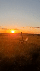 Dogs in a golden field at sunset, Innolovo