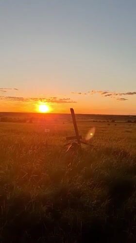 Dogs in a golden field at sunset, Innolovo