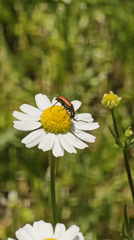 Red beetle observed resting on white daisy flower