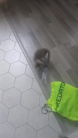 A small, light brown kitten is playing with a clear plastic water bottle on a wood-grain floor. The kitten bats at the bottle with its paws and occasionally nudges it with its head. The floor has hexagonal white tiles on the left side of the frame. A bright green drawstring bag with the word "PREDATOR" in black lettering is visible in the lower right corner. The lighting is dim and appears to be artificial.
