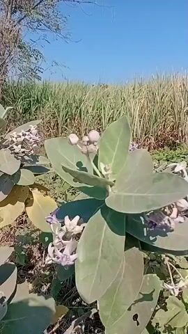 A low-angle, handheld video shows a progression of dry vegetation, a large leafy plant with white flowers, and a field of tall green sugarcane under a clear blue sky. The camera pans to the right, moving from a close-up of the flowering plant towards the sugarcane field. The ground is covered with dry grass and branches. The sunlight suggests it is daytime.