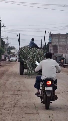 A motorcycle rider is following a tractor trailer carrying a large load of sugarcane down a dirt road. The trailer is pulled by a tractor, and two men are visible on the trailer, one sitting atop the sugarcane. The rider is wearing a white shirt and blue pants, and the trailer is piled high with sugarcane stalks. The road appears to be in a rural area, with buildings and utility poles lining the sides. The sky is overcast.