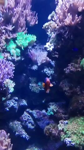 A video shows an underwater scene in an aquarium. It is filled with colorful coral in various shades of pink, purple, and green, as well as rock formations. Several fish are visible swimming among the coral. One fish is orange and black, another is blue, and a third fish has white and orange stripes. The water is blue and appears clear.