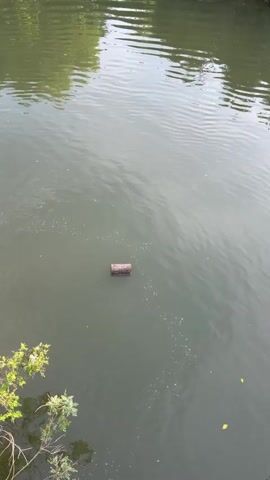 This is a video taken from above, looking down at a calm, murky body of water. The main subject is a single, small, rough-barked log floating horizontally in the center of the frame. There are small, white bubbles scattered on the surface of the water around the log, and a few scattered leaves or debris. In the lower left corner, the branches of a green, leafy tree dip into the water, creating ripples. The rest of the water's surface is mostly smooth, with subtle ripples indicating gentle movement. The overall color palette is muted greens and browns, suggesting an outdoor, natural setting. The lighting appears to be diffused, hinting at an overcast day or possibly early morning or late afternoon. There is no visible text or indication of people or a specific event taking place, beyond the natural scene of a log floating on water. The location is identified as Debelets, Bulgaria, which provides geographical context for this tranquil, natural scene.