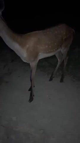 A deer stands in a dimly lit, outdoor environment. The deer is a fawn, with a spotted coat. Its head is turned to the left, and it appears to be looking at something off-camera. The ground is covered in dirt or sand, and there are some plants or foliage in the background. The lighting is low, suggesting it is either dawn, dusk, or nighttime.