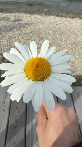 A close-up shot of a hand holding a daisy with a white flower and yellow center. The background is a beach with small pebbles and the ocean. The camera slowly pans up and away from the flower, revealing the tranquil water and a clear blue sky with a few clouds.