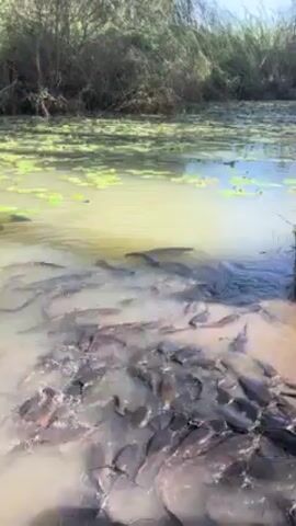 The video shows a large group of dark-colored fish swimming together in a murky body of water. The water is partially covered with lily pads and other aquatic vegetation. The camera is positioned close to the water's edge, providing a clear view of the fish.  A white, cylindrical structure is visible on the right side of the frame. The surrounding environment includes trees and reeds along the water's edge under a bright, sunny sky. The fish are densely packed, creating a sense of movement and activity in the water. Some of the fish are splashing at the surface. A voice is heard speaking in the background.