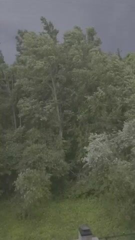 The video captures an outdoor scene dominated by lush green trees under a dark, overcast sky. The foliage appears dense, with various shades of green indicating different types of trees and undergrowth. The trees are tall and their branches reach upwards, creating a canopy. The sky is a uniform dark grey, suggesting an impending storm or heavy clouds. In the foreground, a small portion of what appears to be a concrete structure is visible at the bottom edge of the frame, along with some green grass. The overall impression is one of a natural, wooded environment preparing for inclement weather. There are no people or animals visible in the footage, and no actions or interactions are depicted. The camera appears to be stationary, offering a static view of the scene. The lighting is dim and diffused due to the heavy cloud cover.