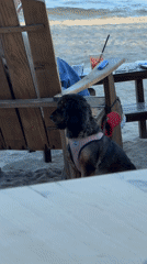 Spring afternoon beach activity documented in Varna, Bulgaria
