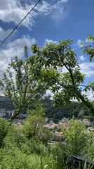Multiple kittens spotted around Zlatograd, Bulgaria morning hours