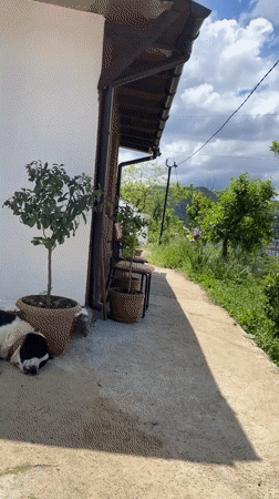 Multiple kittens spotted around Zlatograd, Bulgaria morning hours