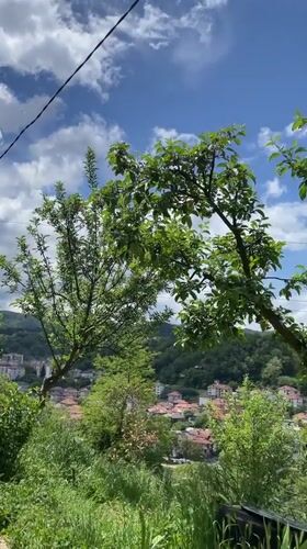 Multiple kittens spotted around Zlatograd, Bulgaria morning hours