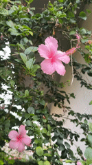 Pink hibiscus blooms up close in North Kuta, Bali