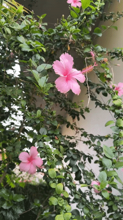 Pink hibiscus blooms up close in North Kuta, Bali