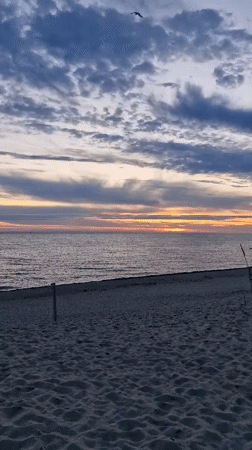 Baltic sunset, a fluffy dog, and a cargo ship on the horizon