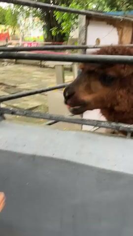 The video shows an alpaca in a fenced enclosure, eating a carrot. The alpaca is brown and furry, and its mouth is visible as it bites into the carrot. The fence is made of black metal bars, and the background includes trees and some structures. A person is seen feeding the alpaca the carrot through the fence. The alpaca chews the carrot and looks around.