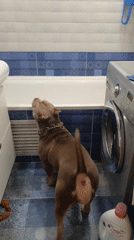Dog videos captured across Ulyanovsk homes during morning hours