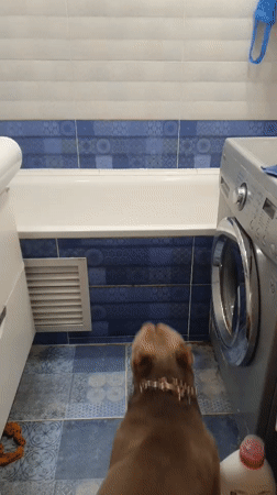 Dog videos captured across Ulyanovsk homes during morning hours