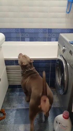 Dog videos captured across Ulyanovsk homes during morning hours