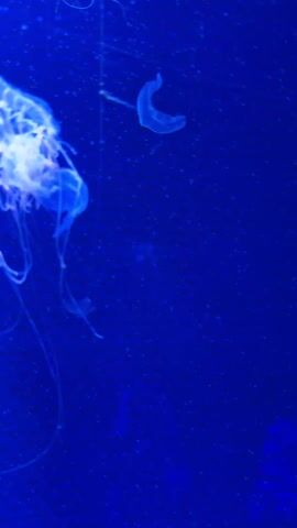 The video shows jellyfish swimming in a tank with blue water. One jellyfish with long tentacles is the primary focus, while a smaller one is visible in the background. The lighting emphasizes the jellyfish, making them glow against the blue background. The tank appears to be in an aquarium or zoo setting.
