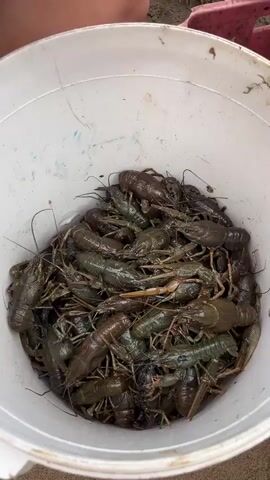 The video shows a white bucket filled with many crawfish. A person's hand is visible at the top of the frame, holding one crawfish over the bucket and then dropping it back in. The crawfish are mostly dark green and brown. The bucket appears to be made of plastic. The background is out of focus but suggests an outdoor setting, possibly near sand or dirt. The camera is positioned above the bucket, looking down into it.