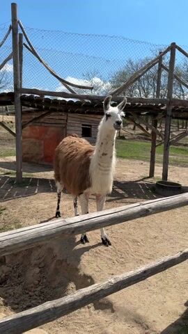 The video depicts a llama in an enclosure at what appears to be a zoo or farm. The llama is standing near a wooden fence. Its coat is a mix of brown and white fur. In the background, there is a small wooden structure and another llama can be seen sitting down. The sky is blue and the setting appears to be sunny. The enclosure is sandy.