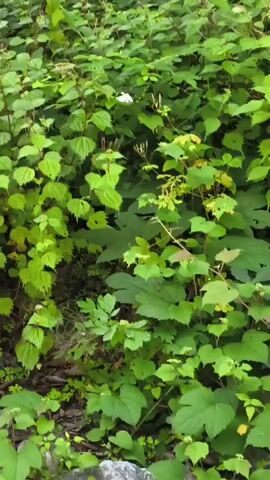 A white butterfly flutters among green leaves in a dense thicket.