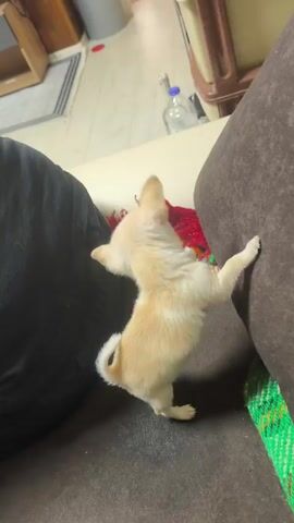 The video shows a small, tan and white chihuahua puppy moving around on a brown couch. A person wearing black pants sits nearby. The puppy moves near a red and green woven blanket, exploring the space around the couch cushions.