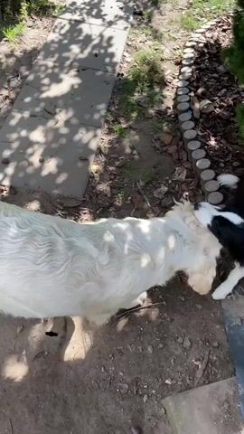 Two dogs are playing in a yard. One dog is white and appears to be a Golden Retriever or similar breed. The other dog is black and white and appears to be a Border Collie or similar breed. The dogs are interacting near a bush and a pathway. A shovel is visible on the ground. The environment is outdoors with trees and sunlight.