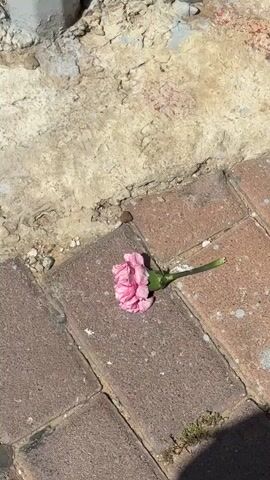 The video shows a pink carnation flower lying on a brick sidewalk. The flower head is intact, but the petals appear slightly wilted. The stem is broken near the base of the flower. The brick sidewalk is made of rectangular red and brown bricks. To the left of the sidewalk is a concrete area with a rough, uneven surface. The video is shot from a high angle, looking down at the flower and the surrounding area.