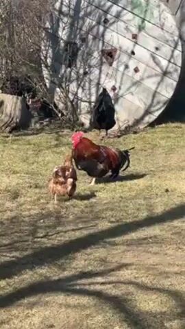 The video shows a rooster attempting to mate with a hen in a grassy area. A large wooden spool is visible in the background, along with a black rooster standing nearby. There is also a tree stump. The environment appears to be a farmyard or similar outdoor space. Sunlight casts shadows across the grass.