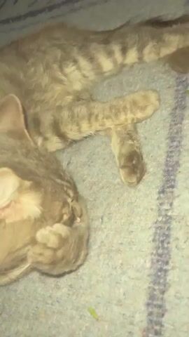 A grey tabby cat is lying on its side on a blue, fleecy blanket. The cat is grooming its paw, which is held up to its face. The cat's eyes are closed. The cat's tail is visible, curled up behind it. There are a few small green objects on the blanket, possibly grass. The lighting is dim and appears to be artificial.