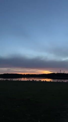 This video shows a scenic view of a lake at dusk. The sky is a gradient of blues and purples, with hints of orange and pink near the horizon where the sun is setting. A line of dark trees silhouettes the land in the background, and a few wind turbines are visible on the right side of the frame. In the foreground, a grassy field slopes down towards the lake, and a flock of birds is gathered on the shoreline. The overall atmosphere is peaceful and serene.