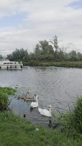 A white motorboat travels down a river. In the foreground, a family of swans, including two adult swans and three cygnets, are swimming in the river. The river is bordered by a grassy bank with some vegetation. Trees and foliage are visible on the opposite bank. The sky is cloudy.