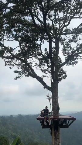 The video shows a man sitting on a platform attached to a large tree, playing a guitar. The platform is elevated high above a lush green landscape with rolling hills or mountains in the background. The sky is overcast, with clouds filling the frame. The man is wearing a dark t-shirt and shorts. The tree has a thick trunk and numerous branches covered in leaves. The platform is made of wood and has a railing. A sign with text is visible on the platform. The man is strumming the guitar, and the sound of music can be heard.