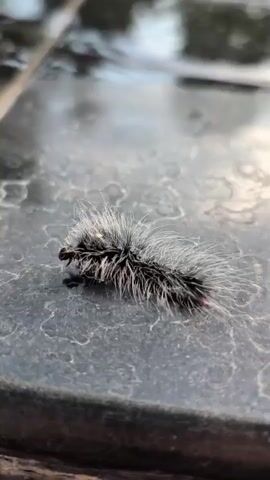 The media file is a close-up, high-angle shot of a black and white fuzzy caterpillar on a wet, dark gray, textured surface, possibly stone or metal, with a reflective sheen. The caterpillar is oriented horizontally in the frame, with its head to the left and its posterior to the right. It is covered in long, wispy white hairs that extend outwards, creating a fluffy appearance. There are some dark bands or markings visible along its body. A small reddish-orange spot is visible at the posterior end of the caterpillar. The surface it is on has a slightly uneven texture with what appear to be water droplets or marks. The background is blurred, showing reflections of light and possibly a sky or ceiling. The lighting suggests it is daytime, and the wet surface implies recent rain or dew. The overall impression is one of nature in close detail, with the focus entirely on the caterpillar and its immediate surroundings. There is no visible text in the media file.
