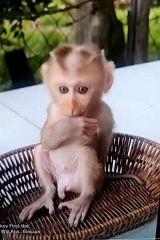 A very young monkey sits in a woven basket. It is light brown with darker brown stripes on its head. Its eyes are large and dark. The monkey's hands are raised to its mouth, as if it is chewing or picking at something. The basket is placed on a white surface, likely a table. In the background, there is a green, leafy plant and a fence. The lighting suggests it is daytime.