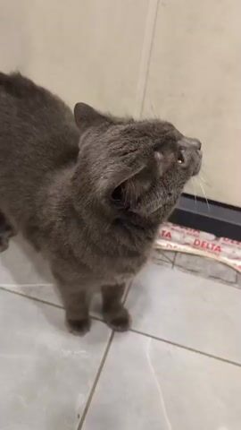 A gray cat stands on a tiled floor next to a wall. The cat looks up and to the right, then turns its head to look directly at the camera. It then opens its mouth and meows. The background shows a wall, some cardboard boxes, and some wires with "DELTA" printed on them.