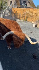 Early morning zoo visit documented in Moscow