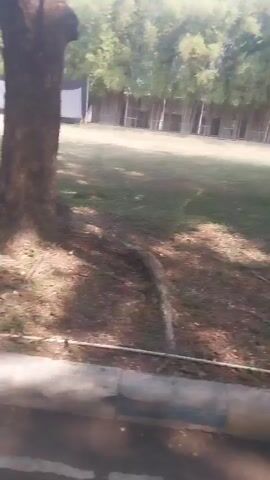 The video shows a view of a grassy area with a grove of bamboo trees in the background. A tall structure with an orange water tank on top is visible to the right of the bamboo grove. There are some trees in the foreground, casting shadows on the ground. The camera appears to be moving, possibly from a vehicle.