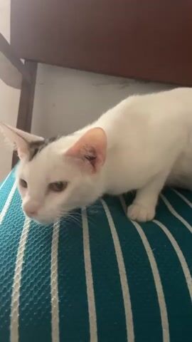 A white cat with black markings on its head is resting on a teal and white striped cushion. The cat is looking down and to the left with its ears perked. The background is blurred, but a wooden chair and a white wall are visible. The lighting is dim.